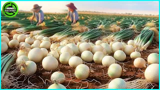 The Most Modern Agriculture Machines That Are At Another Level , How To Harvest Onions In Farm ▶11