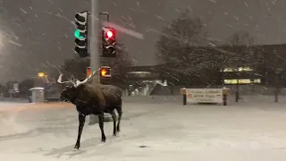 Snow-Covered Moose Merges With Anchorage Traffic