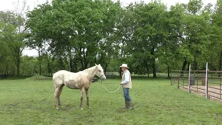 Starting a 2 Year Old Colt WITHOUT a Round Pen