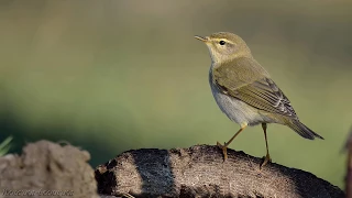 Голоса птиц Как поёт Пеночка весничка Phylloscopus trochilus