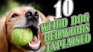 10 WEIRD DOG BEHAVIORS EXPLAINED