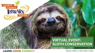 Sloth Conservation