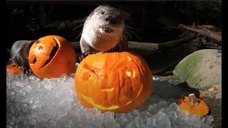 River Otters Romp With Pumpkins