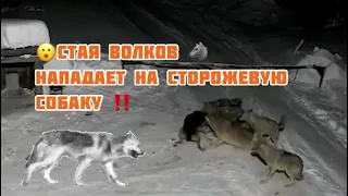 Нападение стаи Волков 🐺 🐺🐺на сторожевую собаку ‼️‼️ Слабонервным не смотреть 😱 2021!