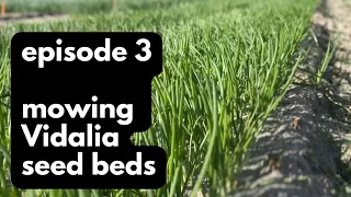 Episode 3: Mowing our Vidalia onion seed beds