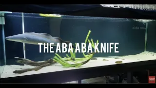The Aba Aba Knifefish: LIVE FEEDER - AFRICAN CATFISH