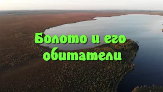 Болото и его обитатели