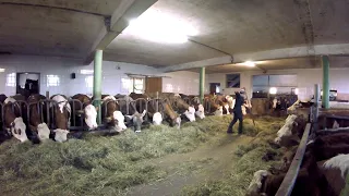 Feeding the Cows | Barn Work on a Small Dairy Farm