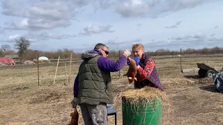 Страшно, но НАДО! Кастрируем поросенка с грыжей.  Прибавление в хозяйстве! Куда девать крольчат?