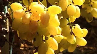 Як обрати виноград для вирощування і вберегти урожай | 6 соток