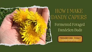 How I Make Fermented Dandelion Capers