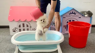 First Cute Pomeranian Baby Bath & Grooming - funny dog videos - cute animals - Dog Dog Min Puppy #7