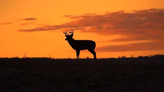 Deer Hunting- Never Give Up Whitetails- Winchester Deadly Passion- Full Episode