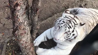 Роскошный Раджа и его красавица подруга! Gorgeous Raja and his beautiful tigress !