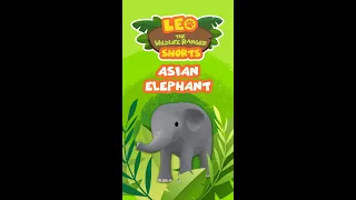 Asian Elephant | Leo the Wildlife Ranger | #shorts