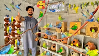 Budgies parrots breeding colony progress😘🥰 Pets vlog