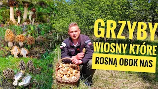 Fantastyczny rok na grzyby wiosny, rosną jak szalone ;)