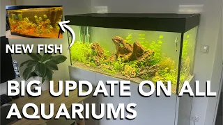 The 250L Office Aquarium and More: A Lot is Happening (Week 3-4)