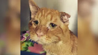 'Saddest cat' was saved just in time