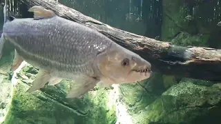 Goliath Tigerfish | River Wonders Singapore