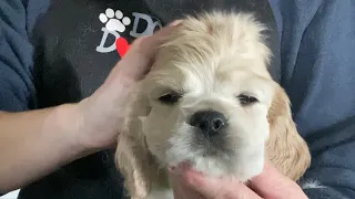 Cocker spaniel grooming a 6 weeks old puppy.