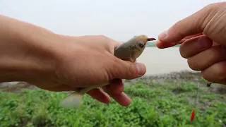 春天户外野钓真过瘾，狂甩野生大鲫鱼，高兴时意外出现了，一起看