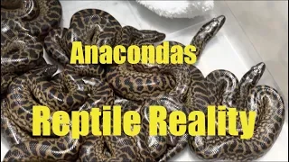 Reptile Reality-Yellow Anaconda Babies