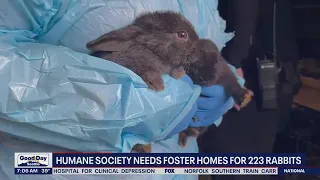Tacoma animal shelter in dire need of help, 223 rabbits confiscated from Puyallup home