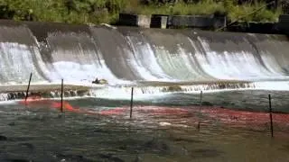 Salmon run in Bowmanville river in Ontario