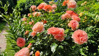 Делюсь красотой. Розы в моем саду. Часть вторая.