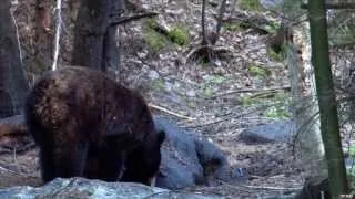 Hunting Brown Bear with Bow in the Alaskan Rockies