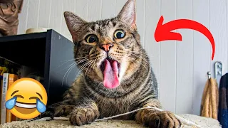 Я РЖАЛ ПОЛЧАСА ПРИКОЛЫ С ЖИВОТНЫМИ Смешные коты до слез  Приколы с котами  Funny ANIMALS #9