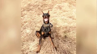 Нападение добермана на ребенка / Doberman Attack on the Child