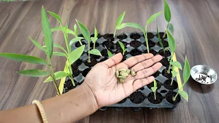 Grow Cardamom plant from seed | इलायची का पौधा घर पर उगाएं इन दो तरीकों से