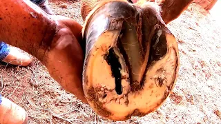 cavalo estava  TREMENDO  de dor  ... Broca