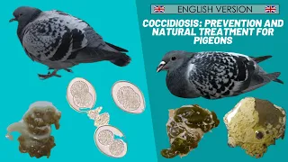 Coccidiosis: prevention and natural treatment for pigeons - 🇬🇧  ENGLISH VERSION 🇺🇸