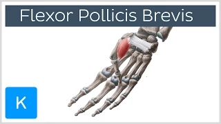 Flexor Pollicis Brevis Muscle - Origins & Function - Human Anatomy | Kenhub