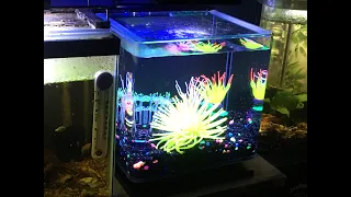 GloFish 3 gallon Aquarium for Glofish Betta: a Review