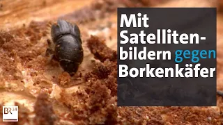 Kampf gegen den Borkenkäfer mit Hilfe aus dem Weltall | Abendschau | BR24