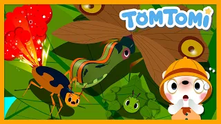 Unusual Insects🐛 | Unusual Series😲 | Insect Song | Kids Song | TOMTOMI