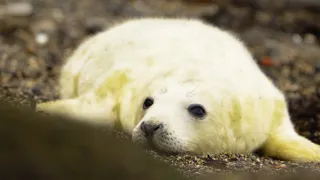 Finding Baby Seals on an Abandoned Island | After We've Gone | BBC Earth