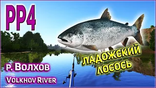 РР4 РЕКА ВОЛХОВ ЛАДОЖСКИЙ ЛОСОСЬ / RF4 VOLKHOV RIVER LADOGA SALMON