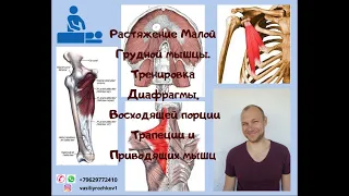 Растяжение Малой Грудной мышцы. Тренировка Диафрагмы, Восходящей порции Трапеции и Приводящих мышц.