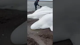 Спасение белух на Камчатке в Тигиле. Морские животные