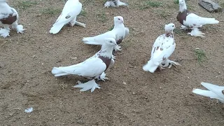 Андижанские голуби, Узбекские Голуби Кызыл тоши