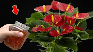 Pour 1 Cup Into The Root! Anthurium Without Flowers Suddenly Blooms Continuously