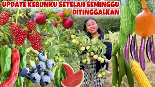 KEADAAN KEBUN SETELAH 1 MINGGU DIRAWAT TETANGGAKU