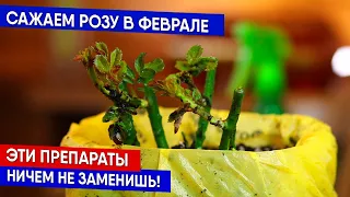 Сажаем розу в феврале. Эти препараты ничем не заменишь!