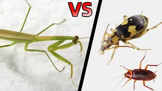 當螳螂遇到放屁蟲和蟑螂！Mantis VS Fart bug VS Cockroach