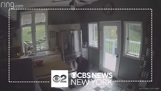 See it: Bear breaks into Connecticut home, raids fridge